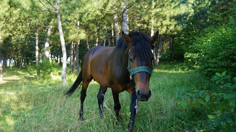 Tesis çevresi orman manzarası